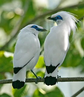 Jalak Bali - Bali Myna (Leucopsar rothschildi) Indonesia 3